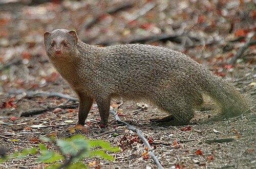 Indian grey mongoose